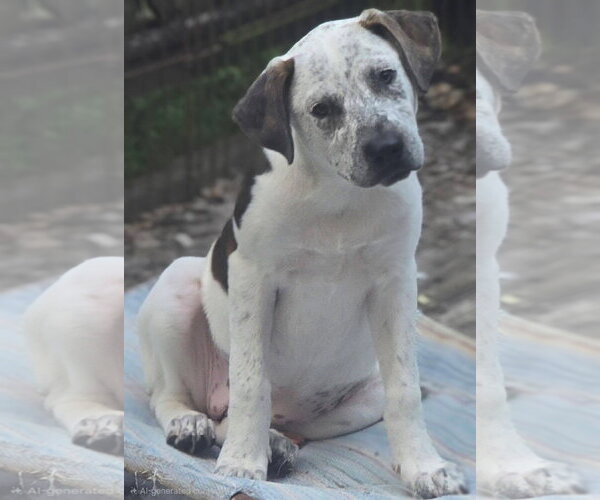 Medium Photo #4 Catahoula Leopard Dog-Pointer Mix Puppy For Sale in Alexander, AR, USA