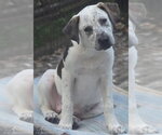 Small #3 Catahoula Leopard Dog-Pointer Mix
