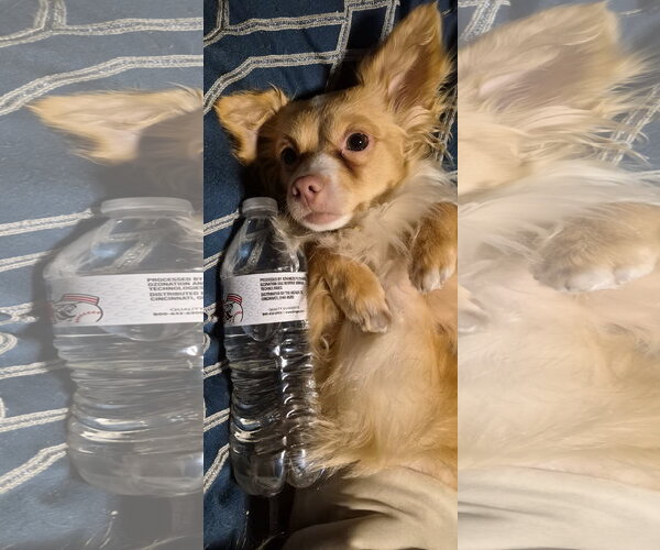 Medium Photo #2 Chiweenie Puppy For Sale in Alexandria, KY, USA