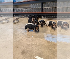 Basset Hound Puppy for sale in RICHMOND, KY, USA