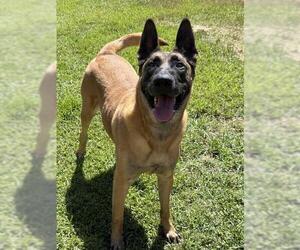 STEVE - Male Mutt Dog for Adoption - Photo #2