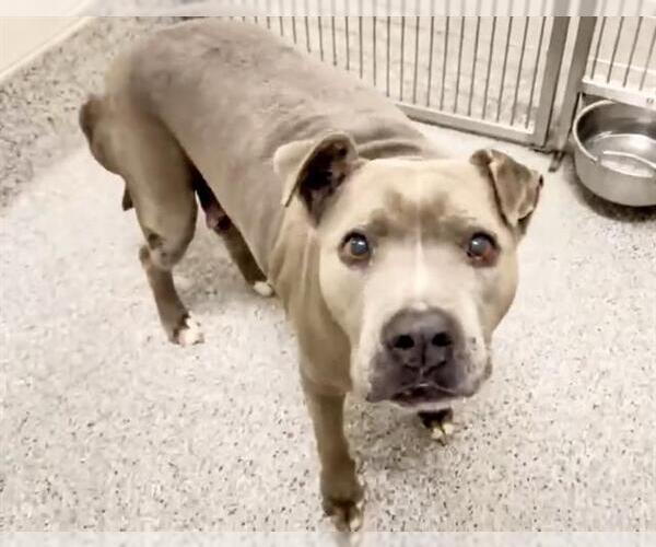 Medium Photo #1 American Pit Bull Terrier Puppy For Sale in Houston, TX, USA