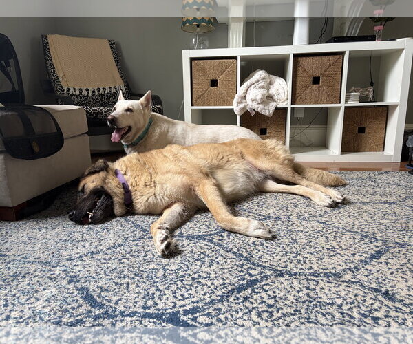 Medium Photo #2 German Shepherd Dog Puppy For Sale in Rocky Point, NC, USA