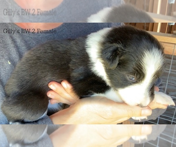 Medium Photo #9 Border Collie Puppy For Sale in WHITE SALMON, WA, USA