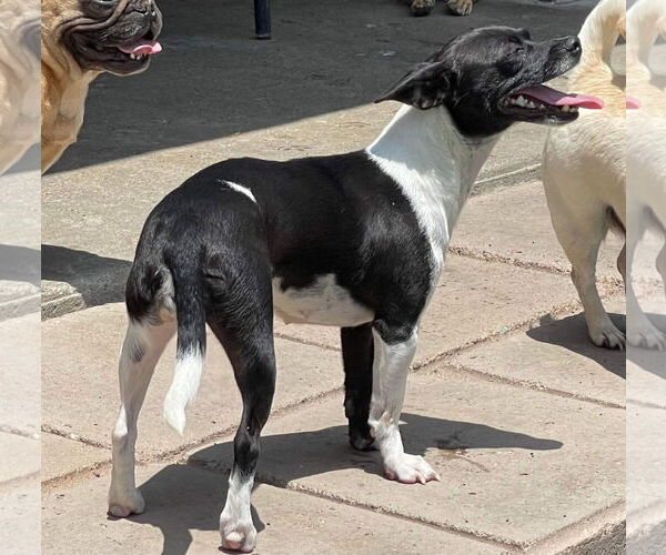 Medium Photo #4 Chihuahua Puppy For Sale in La Verne, CA, USA