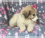 Small Photo #11 Great Pyrenees Puppy For Sale in LAKELAND, FL, USA
