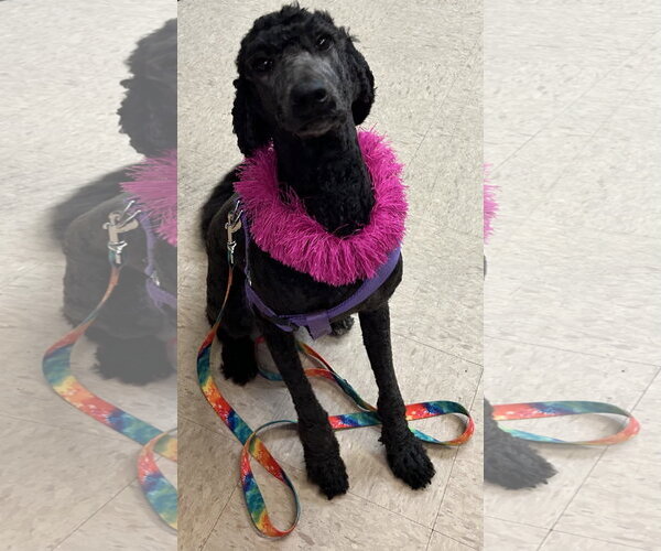 Medium Photo #5 Poodle (Standard) Puppy For Sale in Munford, TN, USA
