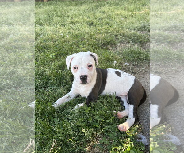 Medium Photo #2 American Pit Bull Terrier-Labrador Retriever Mix Puppy For Sale in Holly Springs, NC, USA