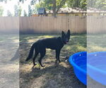 Small #13 German Shepherd Dog