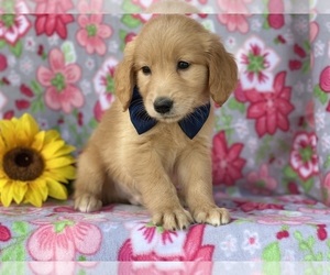 Golden Retriever Puppy for sale in LANCASTER, PA, USA