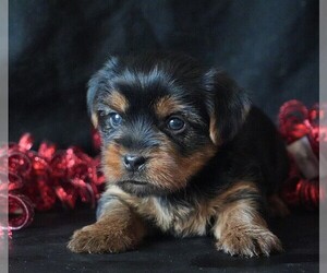 Yorkshire Terrier Puppy for sale in ROCK VALLEY, IA, USA