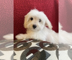 Maltese-Poodle (Toy) Mix Puppy for sale in RICHMOND, IL, USA