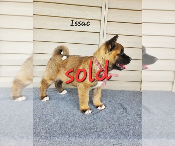 Medium Photo #4 Akita Puppy For Sale in FRESNO, OH, USA