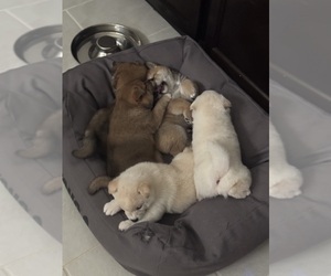 Shiba Inu Litter for sale in SAN ANTONIO, TX, USA