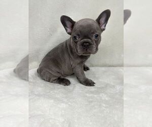 French Bulldog Puppy for sale in CHARLESTON, SC, USA