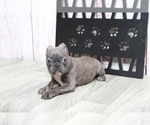 Small Photo #2 Faux Frenchbo Bulldog Puppy For Sale in MARIETTA, GA, USA
