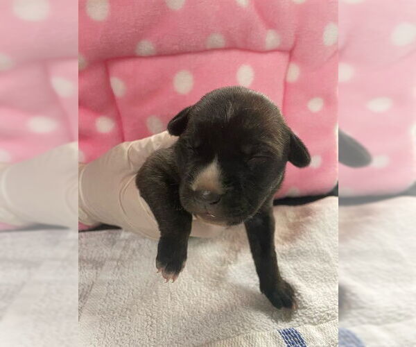 Medium Photo #1 Boxer-Unknown Mix Puppy For Sale in Riverside, CA, USA