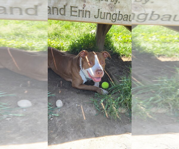 Medium Photo #4 American Staffordshire Terrier Puppy For Sale in Pierceton , IN, USA