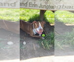 Small #3 American Staffordshire Terrier