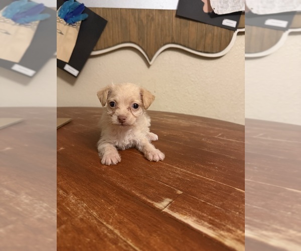 Medium Photo #4 Yorkiepoo mix (+ Poodle Toy) Puppy For Sale in RIPLEY, MS, USA