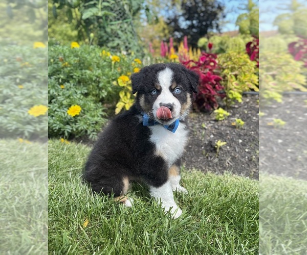 Medium Photo #3 Miniature Australian Shepherd Puppy For Sale in NOBLESVILLE, IN, USA