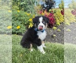 Small #2 Miniature Australian Shepherd