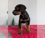 Small Photo #53 Doberman Pinscher Puppy For Sale in GOSHEN, IN, USA