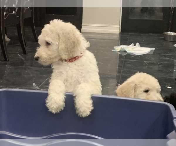 Medium Photo #6 Poodle (Standard) Puppy For Sale in PLANT CITY, FL, USA