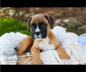 Boxer Puppy for sale in SHIPSHEWANA, IN, USA