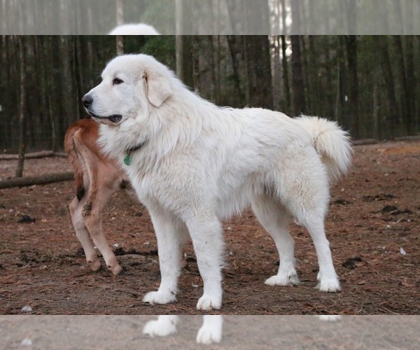Medium Photo #1 Great Pyrenees Puppy For Sale in FALCON, CO, USA