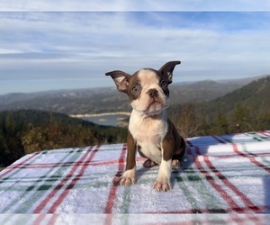 Boston Terrier Puppy for Sale in OROVILLE, California USA