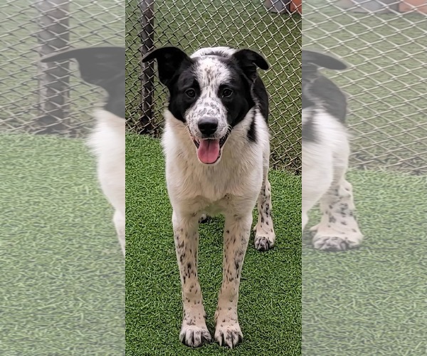 Medium Photo #1 Border Collie-Unknown Mix Puppy For Sale in Highland, IL, USA