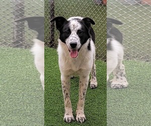 Border Collie-Unknown Mix Dogs for adoption in Highland, IL, USA