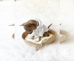 Small #1 Chihuahua
