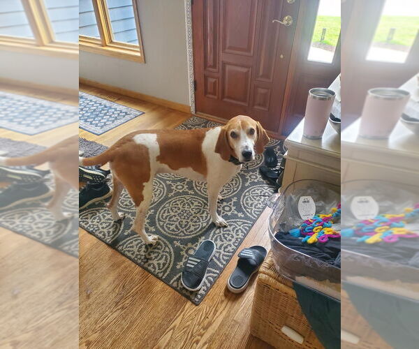 Medium Photo #4 Coonhound Puppy For Sale in Minneapolis, MN, USA