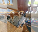 Small #3 Coonhound