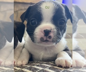 Boston Terrier-Chug Mix Puppy for sale in PRESCOTT VALLEY, AZ, USA