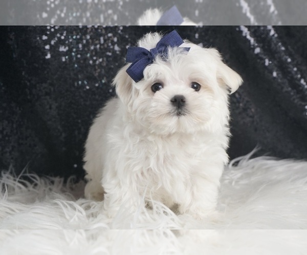 Medium Photo #5 Maltese Puppy For Sale in WARSAW, IN, USA