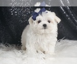 Small Photo #35 Maltese Puppy For Sale in WARSAW, IN, USA