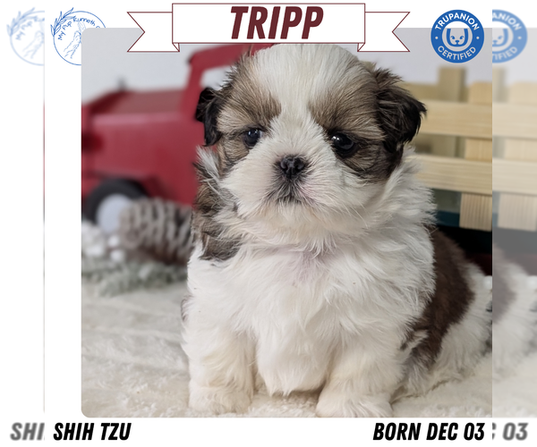 Medium Photo #45 Shih Tzu Puppy For Sale in GOSHEN, IN, USA