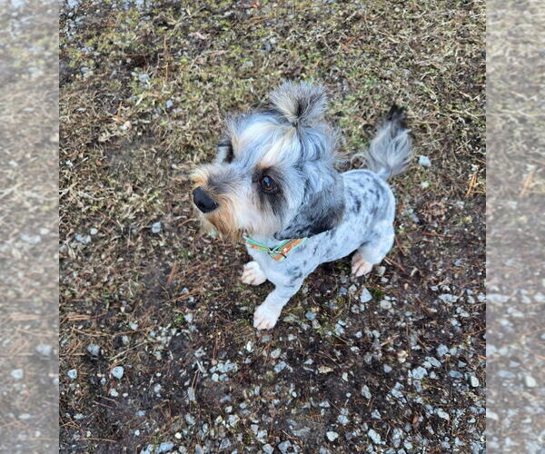 Medium Photo #4 Mutt Puppy For Sale in Aurora, IN, USA