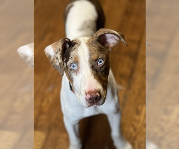Medium Photo #1 Catahoula Leopard Dog-Unknown Mix Puppy For Sale in Bellevue, WA, USA