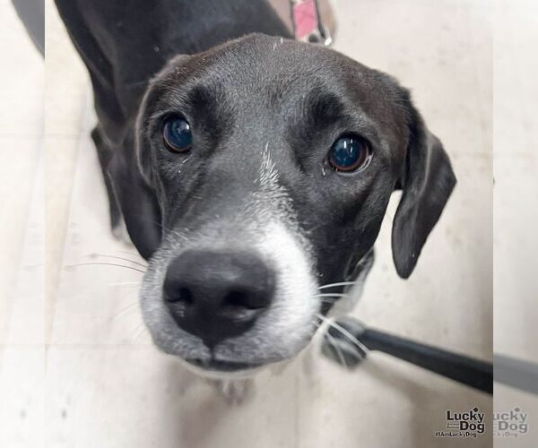 Medium Photo #3 Labrador Retriever-Retriever  Mix Puppy For Sale in Washington, DC, USA