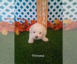 Image preview for Ad Listing. Nickname: Princess