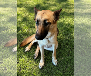 German Shepherd Dog Dogs for adoption in Dana Point, CA, USA