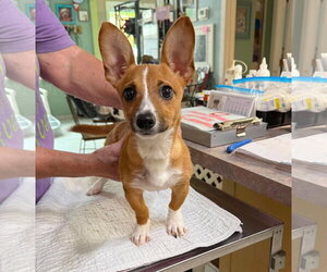 Mutt Dogs for adoption in Benton, LA, USA