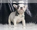 Small #4 French Bulldog
