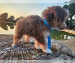 Small #2 Miniature Australian Shepherd-Poodle (Toy) Mix