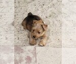 Small Photo #1 Yorkshire Terrier Puppy For Sale in KATY, TX, USA