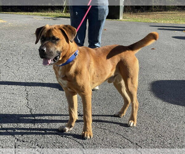 Medium Photo #2 American Pit Bull Terrier-Unknown Mix Puppy For Sale in Low Moor, VA, USA